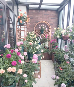 家庭养花用生根粉