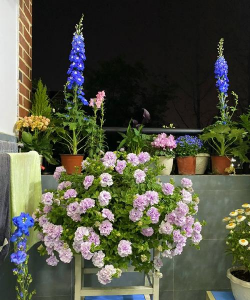 家庭养花用生根粉