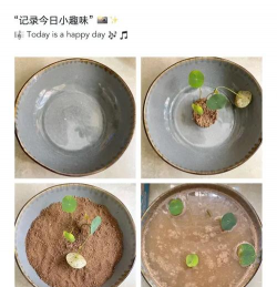 家庭养花用生根粉