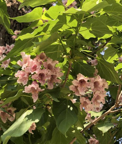 楸树成活率怎么样