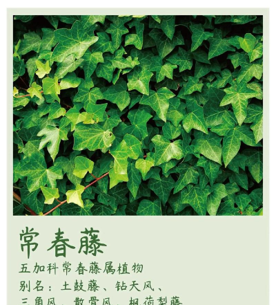 常春藤如何度夏