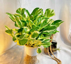 白金葛花叶绿萝怎么样