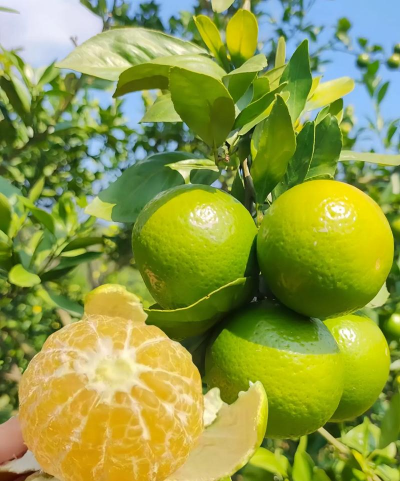 哪里来的皇帝柑!