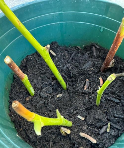 家庭养花用生根粉