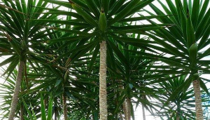 荷兰铁怎么繁殖