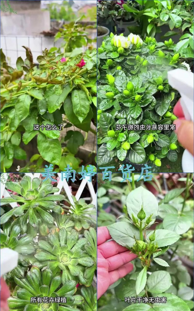 家庭养花用生根粉