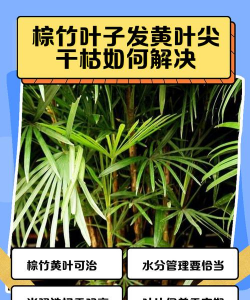 棕竹发黄怎么处理