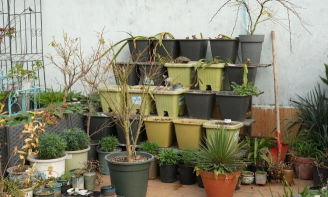 家庭养花用生根粉