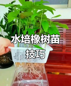 水培橡树怎么养