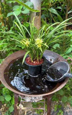 家庭养花用生根粉