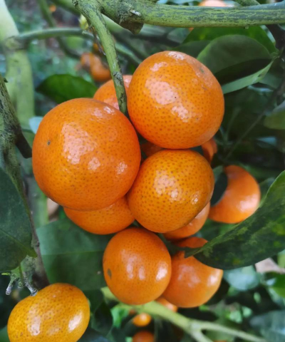 金秋砂糖桔特点