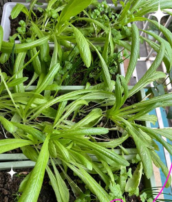 阳台上怎么样种油麦菜