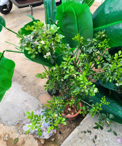 九里香驱蚊效果怎么样