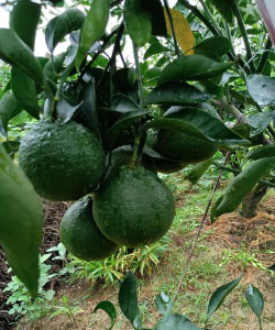 新津60号(明日行)品种介绍 新津60号(明日行)品种介绍