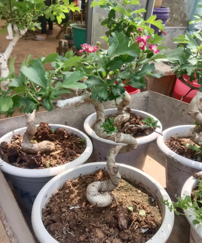 家庭养花用生根粉