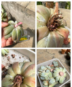 家庭养花用生根粉