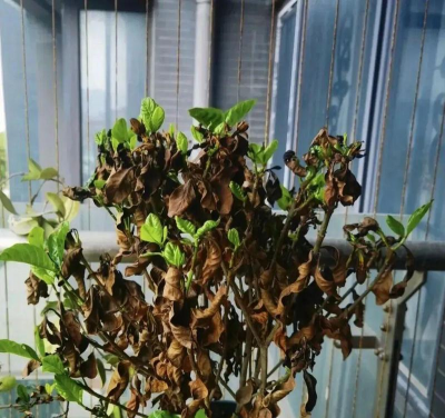 家庭养花用生根粉