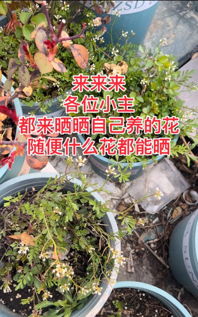 家庭养花用生根粉