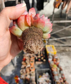 家庭养花用生根粉