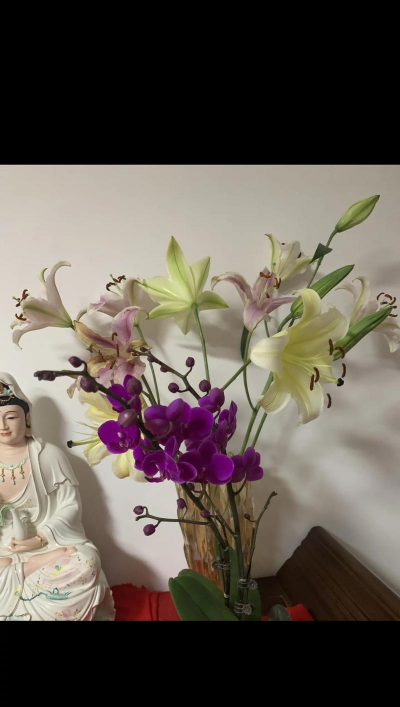 家庭养花用生根粉