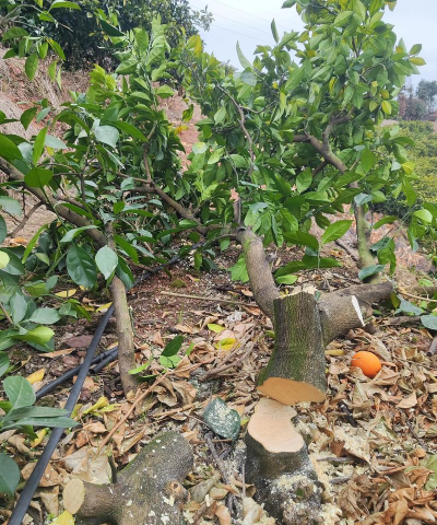 如何防止黄龙病树越砍越多 如何防止黄龙病树越砍越多