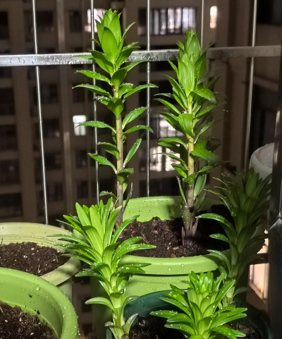 家庭养花用生根粉