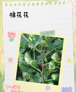 发酵的棉籽养花