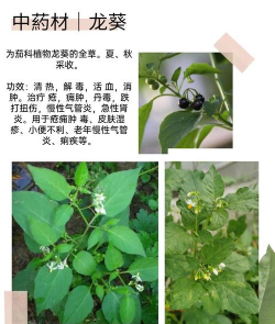 龙葵怎么养殖方法