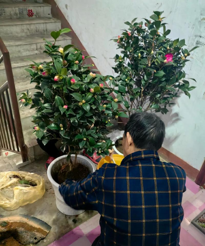 家庭养花用生根粉