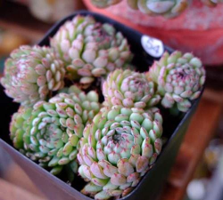 小红衣怎么繁殖