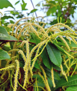 板栗粉碎后养花