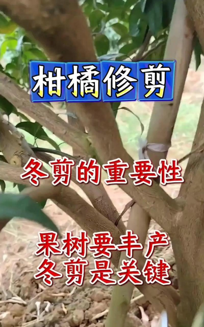 柑橘秋冬剪怎么做这里有柑橘全年修剪方法
