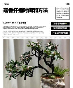 家庭养花用生根粉