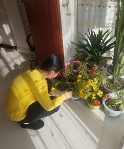 家庭养花用生根粉