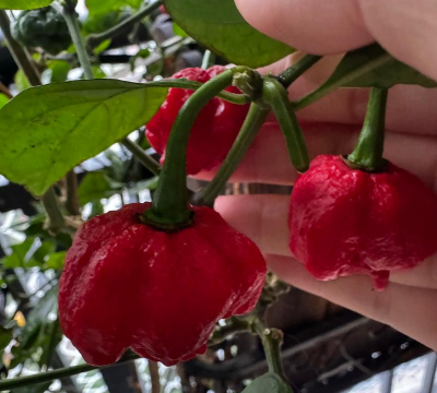 魔鬼椒怎么繁殖