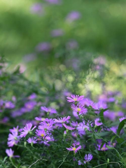 紫菀属于什么花