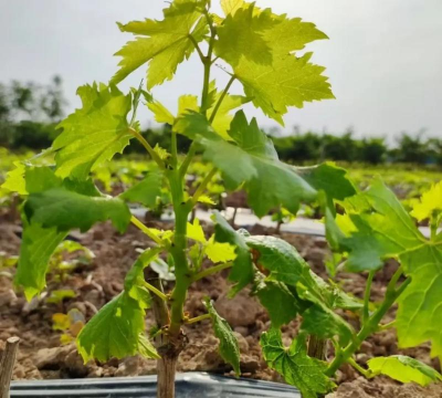 葡萄树苗多久结果