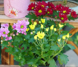 家庭养花用生根粉