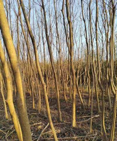 乌桕的经济和园艺价值，1公分乌桕小苗 地径2公分乌桕小苗 米径3公分乌桕