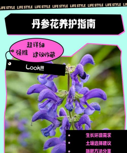 丹参可以养花吗