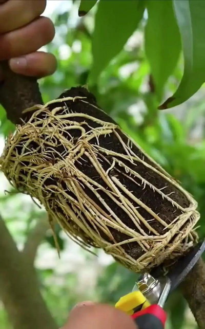 家庭养花用生根粉