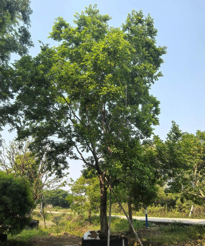 朴树的特征和用途，朴树小苗 1公分朴树小苗 朴树小苗1公分