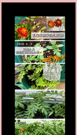 孔雀草怎么使用