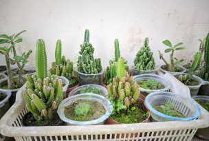 家庭养花用生根粉