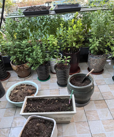 家庭养花用生根粉