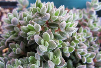 星公主怎么繁殖