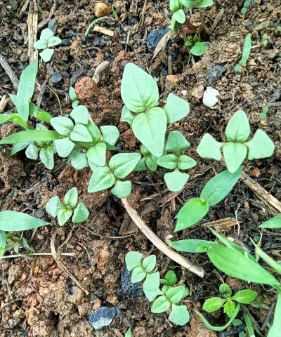 盆栽荆芥多久发芽