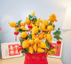 黄金果盆栽多久