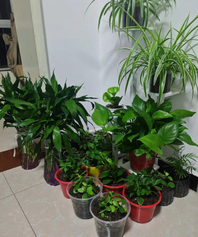 家庭养花用生根粉