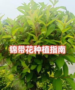 锦带花怎么种植